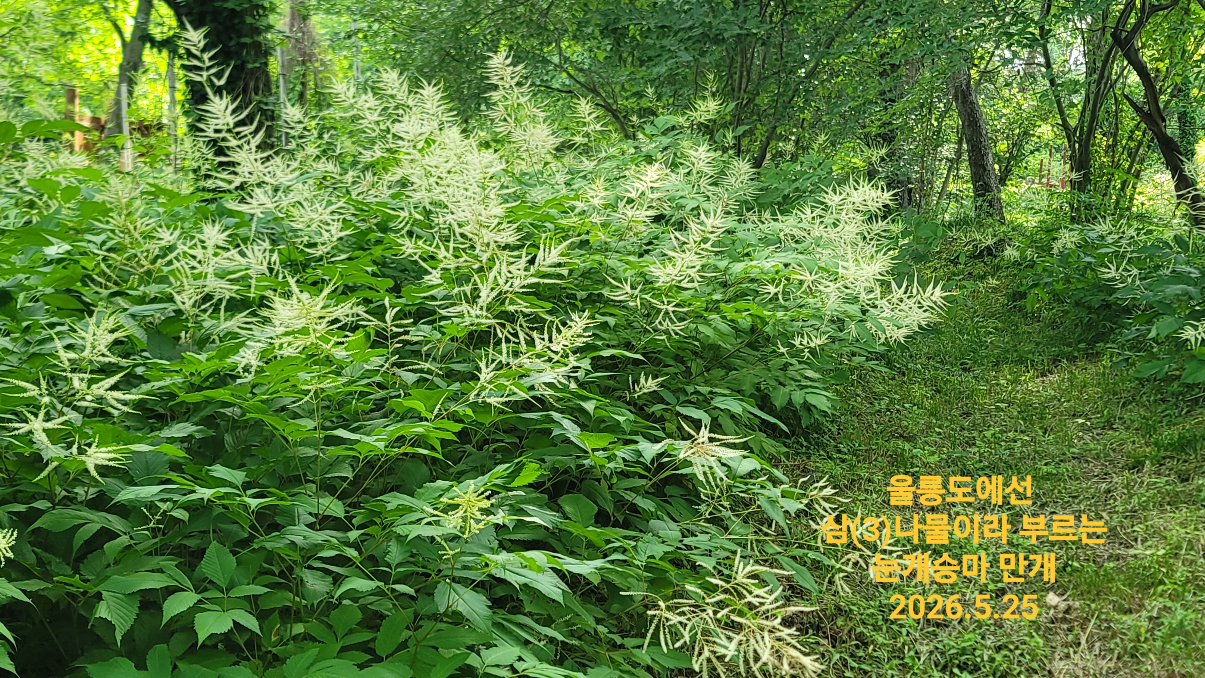 KakaoTalk_20260525_091902718.jpg